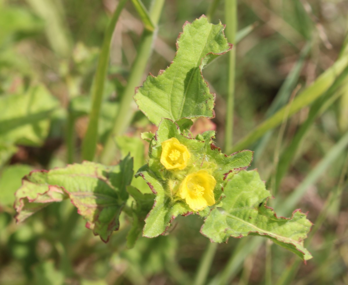 Malachra capitata (L.) L.